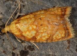 Attēlu rezultāti vaicājumam “Acleris bergmanniana”