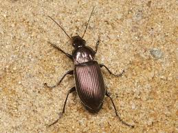 Attēlu rezultāti vaicājumam “Poecilus cupreus”