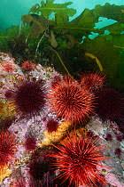 Image result for Mesocentrotus franciscanus