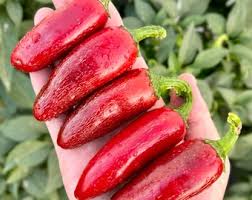 Afbeeldingsresultaat voor biker billy jalapeno hot pepper