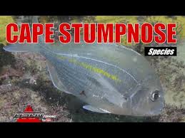 Image result for Rhabdosargus holubi