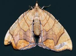 Attēlu rezultāti vaicājumam “Eulithis populata”