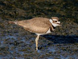 Image result for Charadrius vociferus