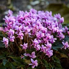 Attēlu rezultāti vaicājumam “Cyclamen hederifolium”