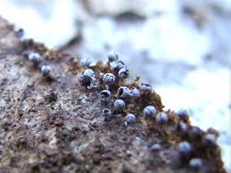 Attēlu rezultāti vaicājumam “Physarum bitectum”