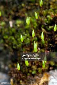 Attēlu rezultāti vaicājumam “Bryum caespiticium sporophyte”