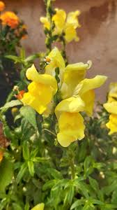 Attēlu rezultāti vaicājumam “Antirrhinum majus flower”