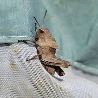 Attēlu rezultāti vaicājumam “Psophus stridulus”