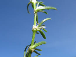 Attēlu rezultāti vaicājumam “Spergularia rubra leaf”