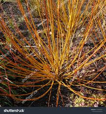 Attēlu rezultāti vaicājumam “Salix x fragilis”