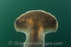 Image result for Sphyrna media