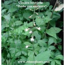 Attēlu rezultāti vaicājumam “Circaea lutetiana fruit”