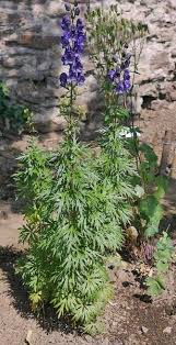 Attēlu rezultāti vaicājumam “Aconitum napellus leaf”