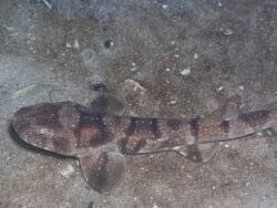 Image result for Haploblepharus edwardsii