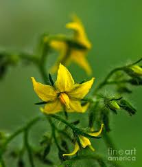 Attēlu rezultāti vaicājumam “Lycopersicon esculentum”