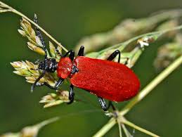 Attēlu rezultāti vaicājumam “Pyrochroidae”