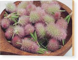 Attēlu rezultāti vaicājumam “Trifolium arvense”