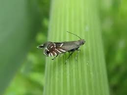 Attēlu rezultāti vaicājumam “Glyphipterigidae”