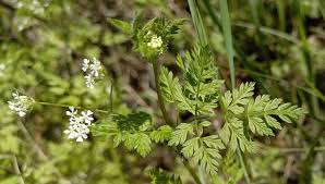 Image result for Anthriscus cerefolium