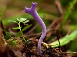 Attēlu rezultāti vaicājumam “Ramariopsis pulchella”