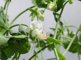 Attēlu rezultāti vaicājumam “Pisum sativum flower”