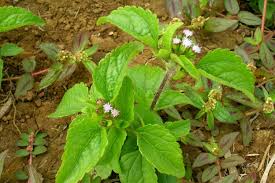 Image result for Ageratum conyzoides