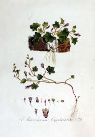 Attēlu rezultāti vaicājumam “Cymbalaria muralis”