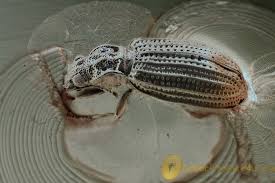 Attēlu rezultāti vaicājumam “Latridiidae”