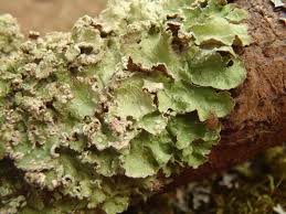 Attēlu rezultāti vaicājumam “Punctelia subrudecta”