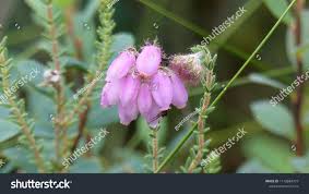 Attēlu rezultāti vaicājumam “Erica tetralix”