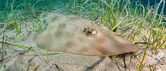 Image result for Rhinobatos rhinobatos