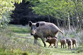 Attēlu rezultāti vaicājumam “Sus scrofa”