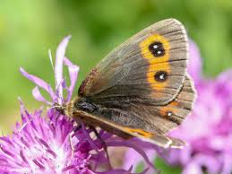 Attēlu rezultāti vaicājumam “Erebia aethiops underside”