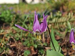 Attēlu rezultāti vaicājumam “Erythronium sibiricum flower”