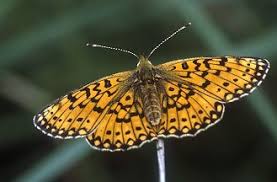 Attēlu rezultāti vaicājumam “Clossiana selene”