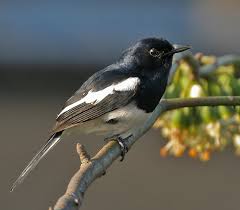 Attēlu rezultāti vaicājumam “Muscicapidae”