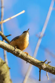 Attēlu rezultāti vaicājumam “Sitta europaea male”