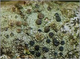 Attēlu rezultāti vaicājumam “Lecidella elaeochroma”