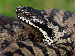 Attēlu rezultāti vaicājumam “Vipera berus adult”