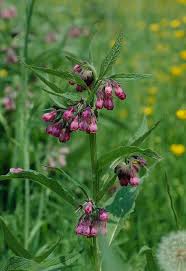 Image result for Symphytum officinale