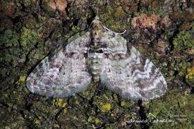 Attēlu rezultāti vaicājumam “Chloroclystis v-ata”