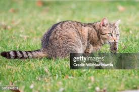 Attēlu rezultāti vaicājumam “Felis silvestris catus juvenile”