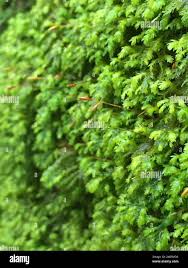 Attēlu rezultāti vaicājumam “Anomodon”