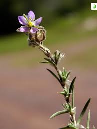 Attēlu rezultāti vaicājumam “Spergularia marina bud”