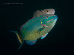 Image result for Sparisoma viride