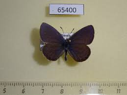 Attēlu rezultāti vaicājumam “Vacciniina optilete”