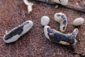 Attēlu rezultāti vaicājumam “Physarum gravidum spores”