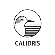 Attēlu rezultāti vaicājumam “Calidris”