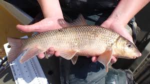 Image result for Moxostoma macrolepidotum