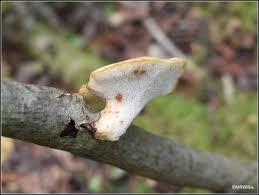 Attēlu rezultāti vaicājumam “Polyporus tuberaster”